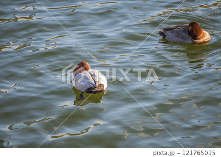 川に浮かびながら居眠りするホシハジロ　大阪土佐堀川 121765015
