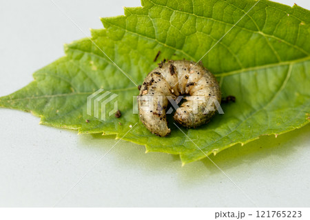 Winter pest insect pest Agrotis segetum Winter pest insect pest Agrotis segetum 121765223