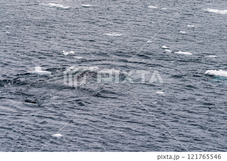 Detail of a humpback dorsal fin and blow hole Detail of a humpback dorsal fin and blow hole 121765546