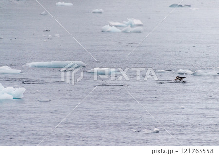 Adelie Penguins in Antarctica 121765558