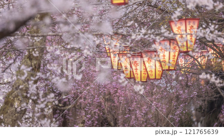 夜桜　打吹公園 121765639