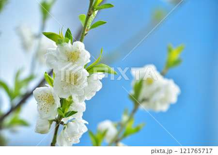 大阪城公園に咲く花桃 121765717