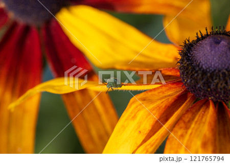 A Green Shield Bug Perched on a Leaf in the Warm Afternoon Light. 121765794