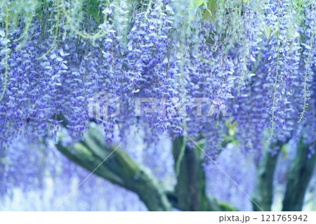 藤267 藤267 121765942