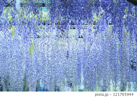 藤286 藤286 121765944