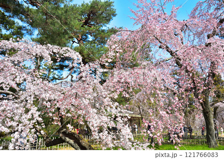 京都御苑　近衛邸跡のしだれ桜（糸桜） 121766083