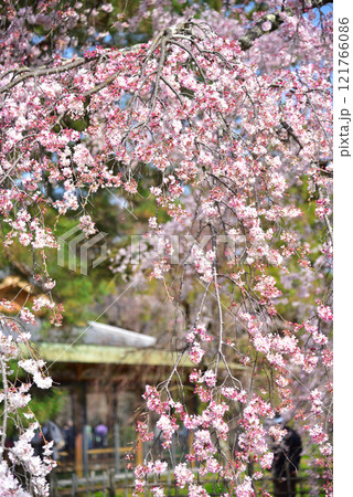 京都御苑　近衛邸跡のしだれ桜（糸桜） 121766086