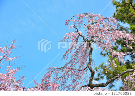 京都御苑　近衛邸跡のしだれ桜（糸桜） 121766088