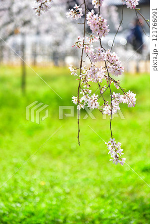京都御苑 近衛邸跡のしだれ桜(糸桜) 京都御苑 近衛邸跡のしだれ桜(糸桜) 121766091