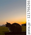 夕陽を見つめる猫 121766266