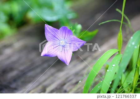 秋の七草　キキョウの花 121766337