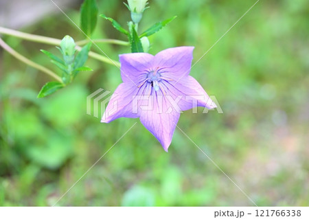 秋の七草　キキョウの花 121766338