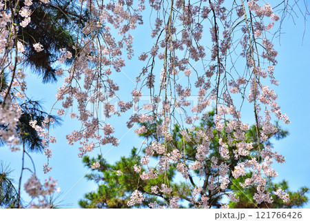 京都御苑　近衛邸跡のしだれ桜（糸桜） 121766426