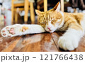 昼寝する猫 121766438