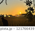 夕陽を見つめる猫 121766439