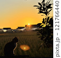 夕日に照らされる猫 121766440