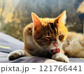 昼寝する猫 121766441