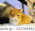 ぴえん猫 121766442