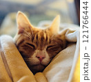 昼寝する猫 121766444