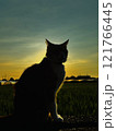 夕日を見つめる猫 121766445
