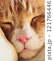 眠り猫 121766446