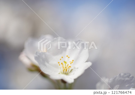 桜3264 桜3264 121766474