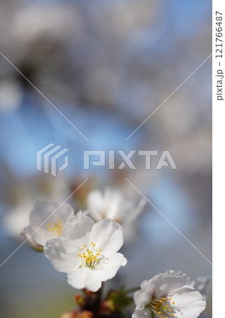 桜3274 桜3274 121766487