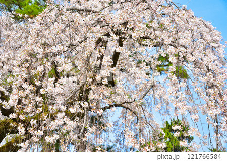 京都御苑　近衛邸跡のしだれ桜（糸桜） 121766584