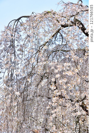 京都御苑 近衛邸跡のしだれ桜(糸桜) 京都御苑 近衛邸跡のしだれ桜(糸桜) 121766585
