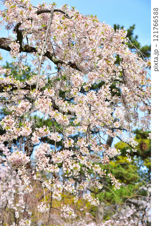 京都御苑 近衛邸跡のしだれ桜(糸桜) 京都御苑 近衛邸跡のしだれ桜(糸桜) 121766588