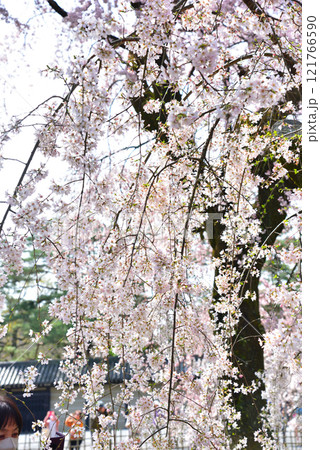 京都御苑 近衛邸跡のしだれ桜(糸桜) 京都御苑 近衛邸跡のしだれ桜(糸桜) 121766590