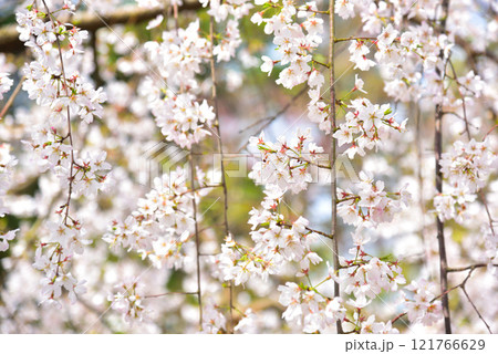 京都御苑 近衛邸跡のしだれ桜(糸桜) 京都御苑 近衛邸跡のしだれ桜(糸桜) 121766629