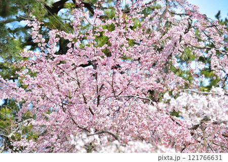 京都御苑　近衛邸跡のしだれ桜（糸桜） 121766631