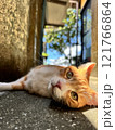 日向ぼっこする猫 121766864
