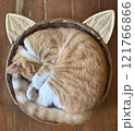 かごの中で寝る猫 121766866