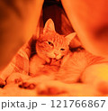 こたつで毛繕いする猫 121766867