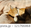 眠る猫 121766868