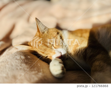 眠る猫 眠る猫 121766868