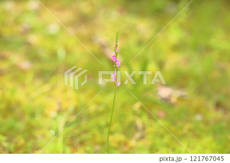 可愛い ネジバナの花 可愛い ネジバナの花 121767045