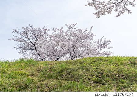 土手に咲く桜 土手に咲く桜 121767174