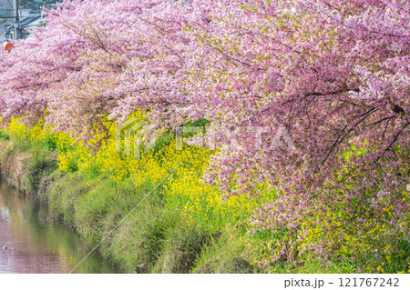 「埼玉県」青毛堀川に咲く満開の河津桜並木と菜の花・久喜市 121767242