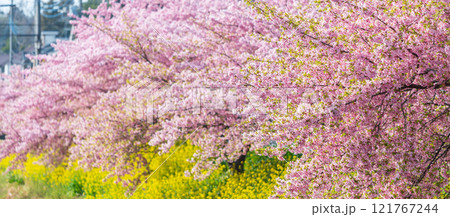 「埼玉県」青毛堀川に咲く満開の河津桜並木と菜の花・久喜市 121767244
