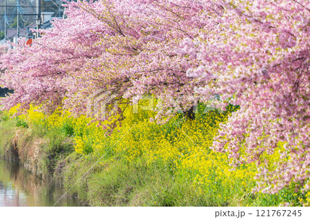 「埼玉県」青毛堀川に咲く満開の河津桜並木と菜の花・久喜市 121767245