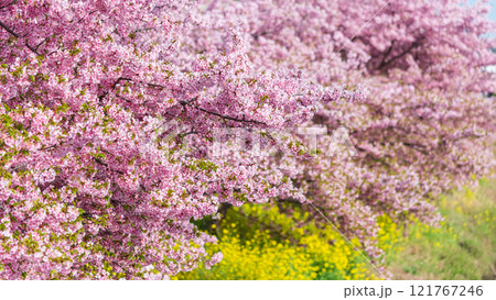「埼玉県」青毛堀川に咲く満開の河津桜並木と菜の花・久喜市 「埼玉県」青毛堀川に咲く満開の河津桜並木と菜の花・久喜市 121767246