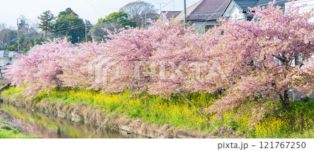 「埼玉県」青毛堀川に咲く満開の河津桜並木と菜の花・久喜市 「埼玉県」青毛堀川に咲く満開の河津桜並木と菜の花・久喜市 121767250