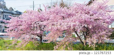 「埼玉県」青毛堀川に咲く満開の河津桜並木と菜の花・久喜市 121767253