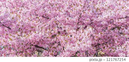 「埼玉県」青毛堀川に咲く満開の河津桜並木と菜の花・久喜市 121767254