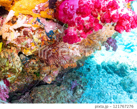 ウミトサカ他が生えるドロップオフのキンギョハナダイ、ソラスズメダイ他群れ 賀茂郡南伊豆町中木ヒリゾ浜 121767276