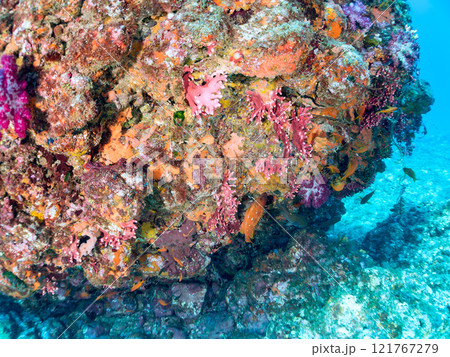 ウミトサカ他が生えるドロップオフのキンギョハナダイ、ソラスズメダイ他群れ 賀茂郡南伊豆町中木ヒリゾ浜 121767279