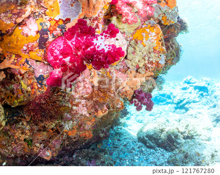 ウミトサカ他が生えるドロップオフのキンギョハナダイ、ソラスズメダイ他群れ 賀茂郡南伊豆町中木ヒリゾ浜 121767280